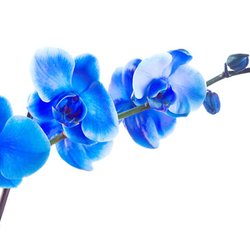 Orchid Rehabilitation Ltd - Orchid Rehabilitation Ltd