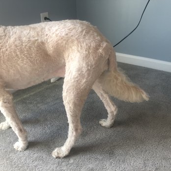 Linda's Doggie Stylin - Tail looks awkward - Pet Groomers Near Me - Malvern, Pennsylvania Linda's Doggie Stylin - Tail looks awkward - Pet Groomers Near Me - Malvern, Pennsylvania