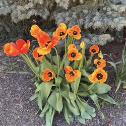 Sun Prairie Historical Library and Museum - Flowers