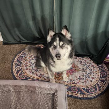 Paw Wow - Pet Groomers Near Me - Las Vegas, Nevada Paw Wow - Pet Groomers Near Me - Las Vegas, Nevada