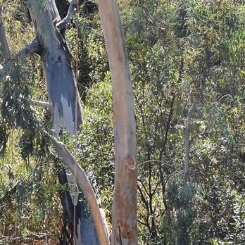 J Rojas Tree Services - Tree Services Near Me