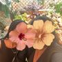 Photo of Friendship Park Conservatory