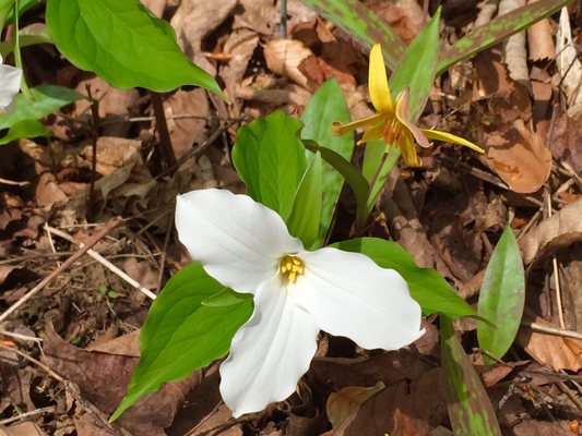 Early Bird Farm by null