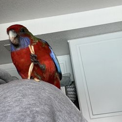 Buddie's Pet Shop - Rosie happy at her new home