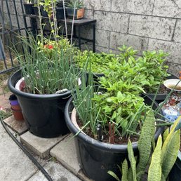 Green onions, basil, etc plants outside of the restaurant Green onions, basil, etc plants outside of the restaurant