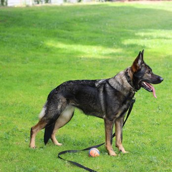 SentinelHarts German Shepherds - Pets Near Me SentinelHarts German Shepherds - Pets Near Me