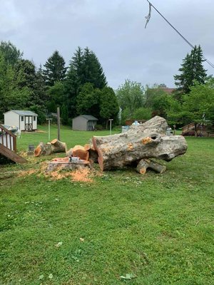 WOODPECKER TREE SERVICE - Updated January 2025 - 77 Photos - 5829