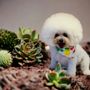 Photo of Loving Lather Mobile Pet Grooming