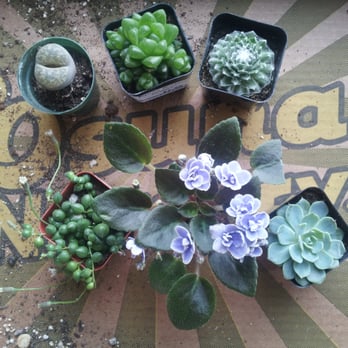 Osuna Nursery - Love these little plants! - Nurseries & Gardening Near Me - Albuquerque, New Mexico