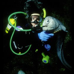 Anacortes Diving & Supply - Come meet some of the locals