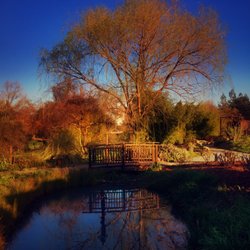 Sonoma Ashram - The pond