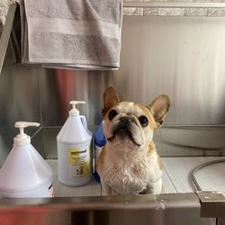 Poochie Mama - Farley the French bulldog enjoying a spa day!