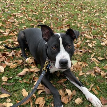 Metro K9 Detroit - Pet Training Near Me Metro K9 Detroit - Pet Training Near Me