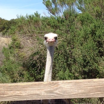 Ostrichland USA - Hello buddy!!!! - Attraction Farms Near Me - Solvang, California Ostrichland USA - Hello buddy!!!! - Attraction Farms Near Me - Solvang, California