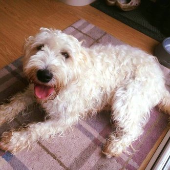 canine cottage boarding