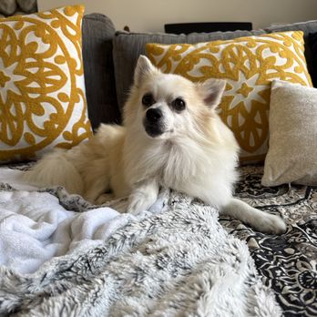 Paws & Effect Pet Spa - Freshly groomed dog - Pet Groomers Near Me - Santa Monica, California