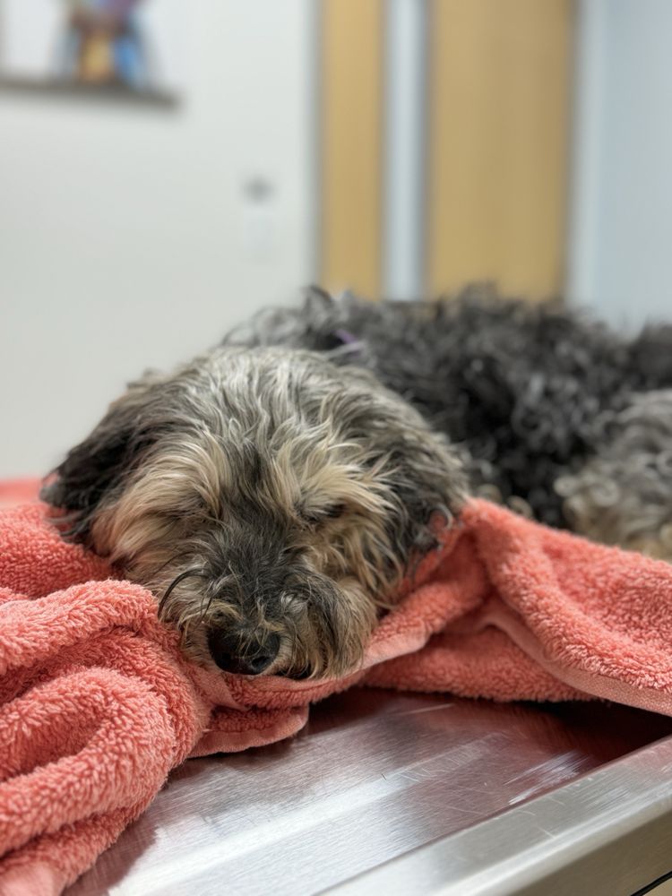 EVS PET URGENT CARE Updated April 2024 291 Skokie Blvd, Northbrook, Illinois Veterinarians