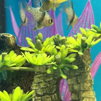Petco - Pet Training Near Me - Lihue, Hawaii Petco - Pet Training Near Me - Lihue, Hawaii
