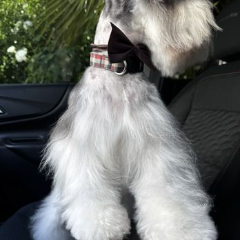 Dapper Dog Pet Grooming - Pet Groomers Near Me - Santa Clarita, California Dapper Dog Pet Grooming - Pet Groomers Near Me - Santa Clarita, California