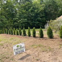 J Tree Services - Planting tree