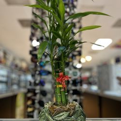 4Brothers Smoke Shop - Lil plant at entrance