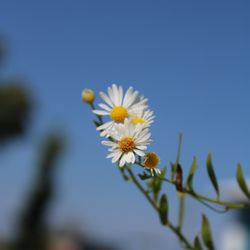 Ashcombe Farm and Greenhouses - The outdoor Nursery, full of trees, shrubs, and perennials, closes for the 2026 season on October 4th.