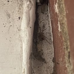 Annapolis Property Services - Bugs and 30 years of dirt in a market price dilapidated home.