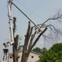 Photo of American Family tree service