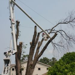 American Family tree service