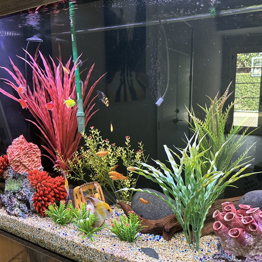 20 Gallon Glass Gallon Aquarium Smart Self-Cleaning Starter