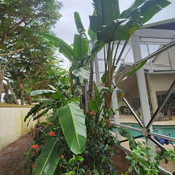 Castle Tree Art - They removed all remnants of the pruning. Very clean and neat. - Tree Services Near Me - Coral Springs, Florida Castle Tree Art - They removed all remnants of the pruning. Very clean and neat. - Tree Services Near Me - Coral Springs, Florida