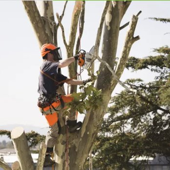 Kegley's Tree Service - We're proud of our record of no accidents and we maintain our lower prices to meet your budget. - Tree Services Near Me - Disputanta, Virginia Kegley's Tree Service - We're proud of our record of no accidents and we maintain our lower prices to meet your budget. - Tree Services Near Me - Disputanta, Virginia