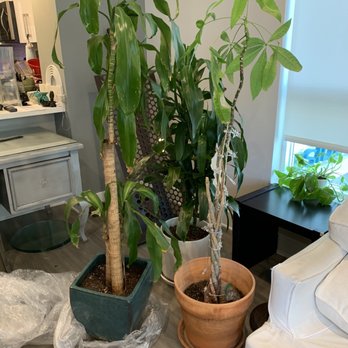 Rockstar Pro Movers - My plants at the new place! They made it! - Movers Near Me - Tarzana, California