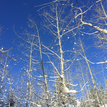 The Hole Hiking Experience - Aspens against gorgeous blue skies - Hiking Near Me The Hole Hiking Experience - Aspens against gorgeous blue skies - Hiking Near Me