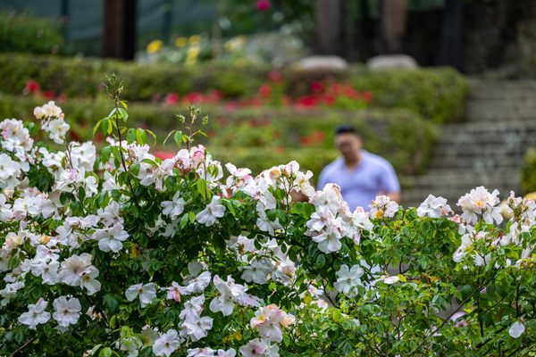 Berkeley Rose Garden by null