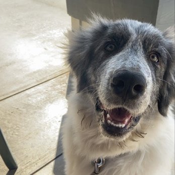 Dominick's Delicatessen - Pauly D the Great Pyrenees enjoying the outdoor seating at Dominick's - Delis Near Me - Fallbrook, California