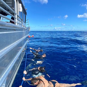 One Ocean Diving - Free Diving Near Me - Haleiwa, Hawaii One Ocean Diving - Free Diving Near Me - Haleiwa, Hawaii