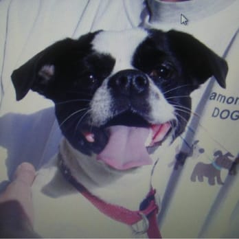 Diamond Bar Dogs - She looks so happy! - Dog Walkers Near Me