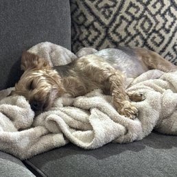 Buddy resting after 8 days of boarding at Smelly Dog Buddy resting after 8 days of boarding at Smelly Dog