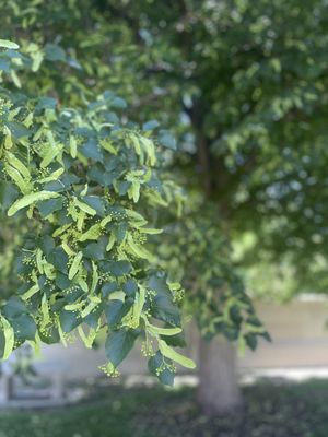 City Park Farmers Market by null