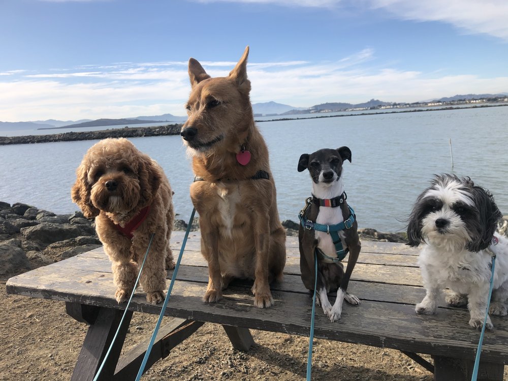 WIGWAG CLUB 35 Photos & 19 Reviews Dog Walkers Portland, OR