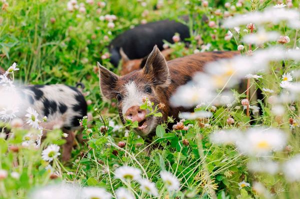 Alluvial Farms by null