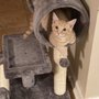Photo of Dr T Vet Services