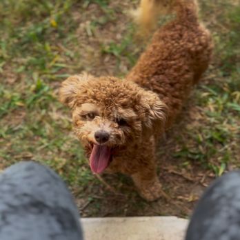 Petco - BEFORE APPT - Pet Training Near Me - Humble, Texas Petco - BEFORE APPT - Pet Training Near Me - Humble, Texas