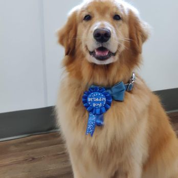 A Pups Valley - Spa Services - Pet Training Near Me - Haymarket, Virginia A Pups Valley - Spa Services - Pet Training Near Me - Haymarket, Virginia