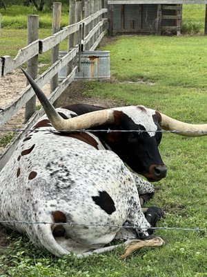 Longhorn Cattle Company by null