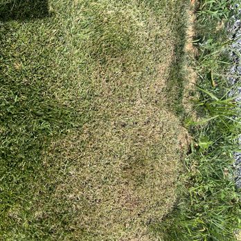 Timmons Supreme Service LLC - Burned sod first time - Gardeners Near Me Timmons Supreme Service LLC - Burned sod first time - Gardeners Near Me