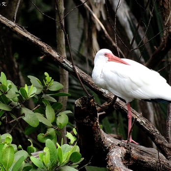 Enchanted Forest Elaine Gordon Park - A beautiful American white ibis. - Parks Near Me - Miami, Florida Enchanted Forest Elaine Gordon Park - A beautiful American white ibis. - Parks Near Me - Miami, Florida