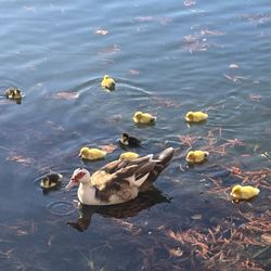 Mueller Lake Park - Ducklings!