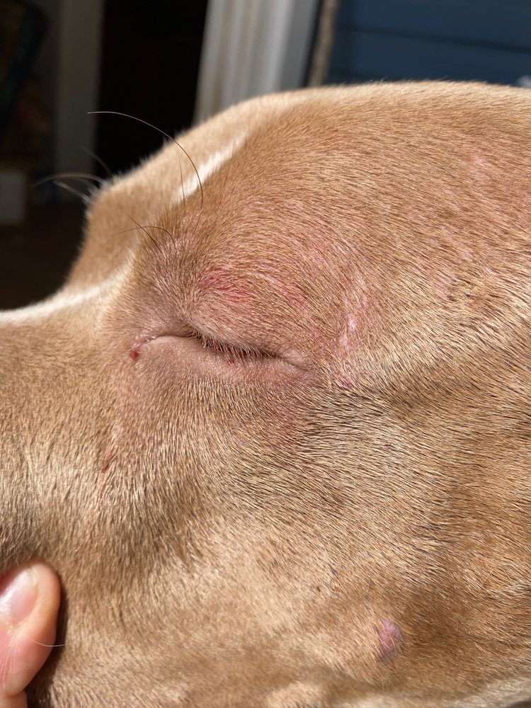 COME SIT STAY BOUTIQUE DOG HOTEL & DAYCARE Updated September 2024